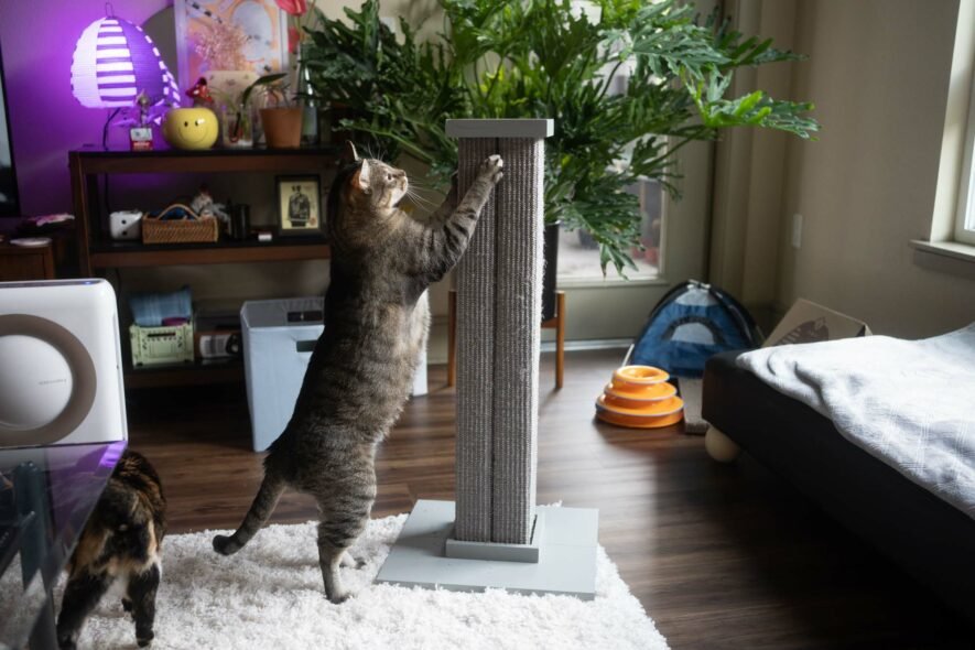 smartcat-ultimate-scratching-post-885x590-1 Smartcat - Ultimate Scratching Post